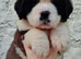 Show Quality Saint Bernard's