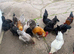 Copper Marans