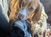 3 Cocker spaniel dogs