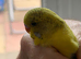 Baby budgies