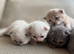 FULL PEDIGREE BRITISH SHORTHAIR KITTENS IN THE COTSWOLDS Champion Bloodline