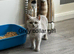 Ready Now - Tica Registered BSH kittens