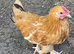 So pretty Pekin boy ... with a smidge of Silkie!