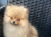 Russian Pomeranian