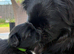 Outstanding Pekingese puppies