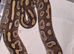 Adult female