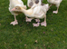 West of England cross goslings
