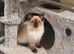 Beautiful GCCF Registered Ragdoll Kittens