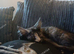 !!!urgent!!! Beautiful smoke torti maincoon