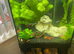Fish tank tropical