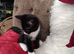 Ragdoll & BSH