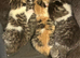 British shorthair kittens