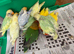 6 week old tamed love birds