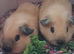 BEAUTIFUL PURE BABY CALIFORNIANS