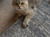 Ready on 31st October- TICA reg BSH boy