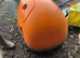 Eglu omlet with 2m run