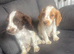 2 gorgeous cocker boys