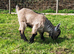 3 pygmy goat wethers