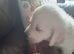 Beautiful Golden Retriver Puppies