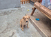 Labrodor retriever kc girl 3 month NOW SOLD