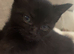 Gorgeous black kitten