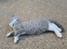 British shorthair carrier Himalayan gen