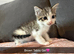 *ONLY Brown & Tabby Girl Available *