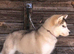 Alaskan Malamute puppies
