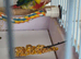 Aviary closure(20+) and 3 young birds