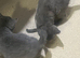 Lovely British shorthair kittens
