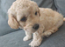 Cavapoochon puppies