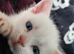 9 week old white male kitten