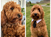 Beautiful Health Tested Goldendoodles ready now