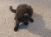 Gorgeous last of the litter bsh x male