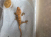 Baby Crested geckos