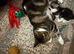 3 lovely kittens