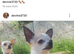 Baby teacup chihuahuas both full breed