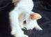 RARE ODD EYE Ragdoll x ragdoll bsh pure white boy 8 wjs