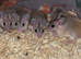 Africa Spiny Mice youngsters Ready Now