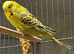 Young Indoor-Raised Budgies perfect pets Cheshire