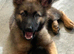 Gorgeous female german shepherd