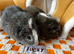 Bonded male guinea pigs x2