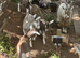 Toggenburg Goat Young Doe (Pedigree Billy Covered) & Doelings