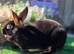 Black Tan Doe Available
