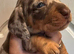 Dachshund puppys