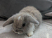 Mini lops for sale