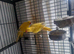 Lutino ringnecks
