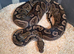 Royal/Ball Pythons available