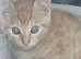 Little kitten