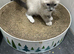 Ragdoll kittens 2 boys 1girl &325